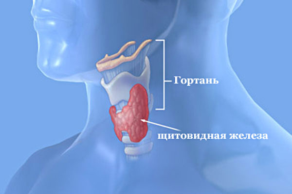 Щитовидная железа на главной